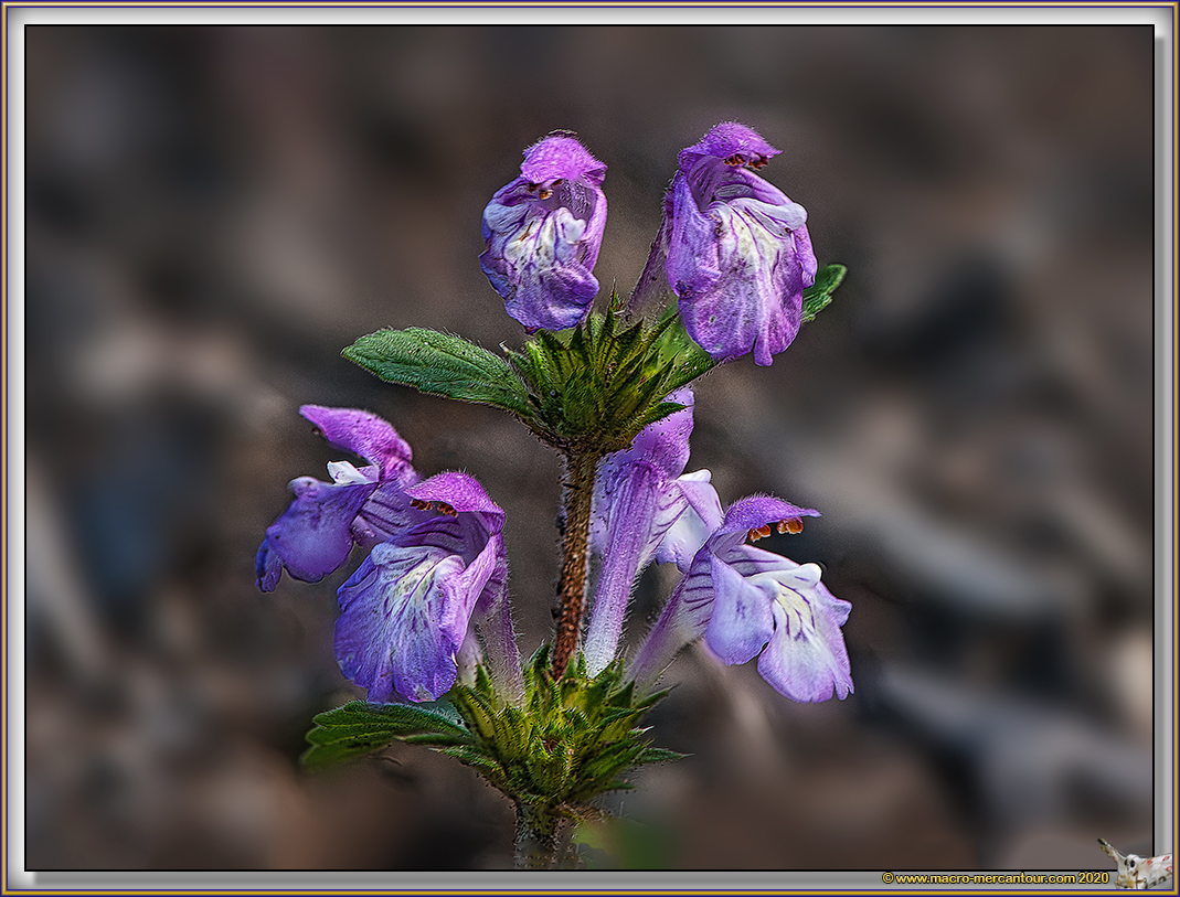 Galeopsis Ladanum